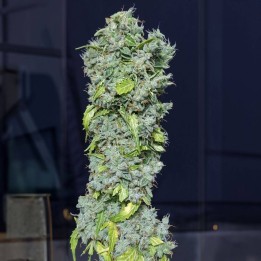 Magic Tree | Eva Seeds