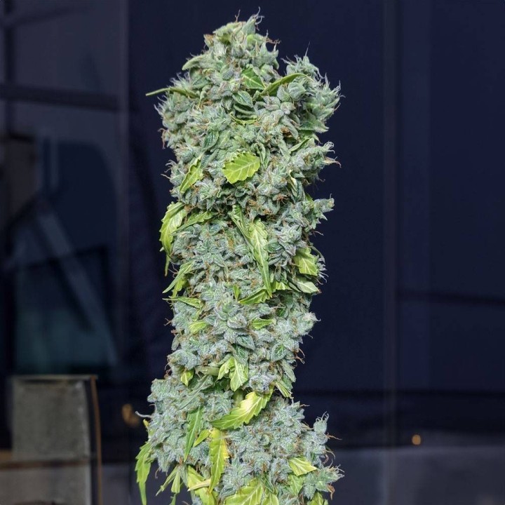 Magic Tree | Eva Seeds