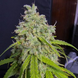 Orange Kush Auto | Eva Seeds