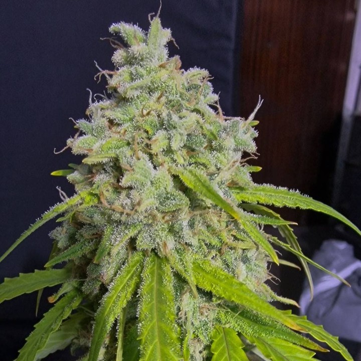Orange Kush Auto | Eva Seeds