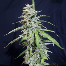 Super Watermelon Auto | Eva Seeds