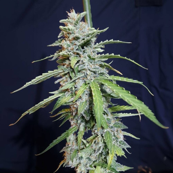 Super Watermelon Auto | Eva Seeds