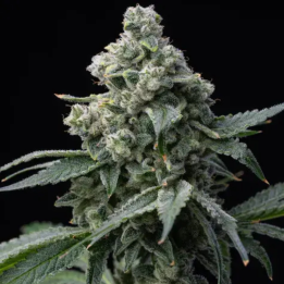 Bruce Banner Barneys Farm | Barney's Farm