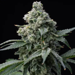 Bruce Banner Barneys Farm