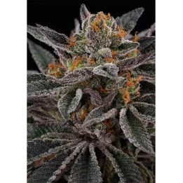 Sunset Cherry | Perfect Tree