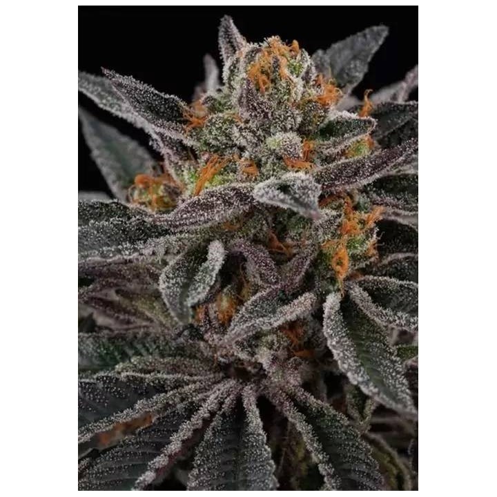 Sunset Cherry | Perfect Tree