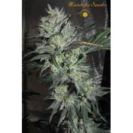 Lazy Hippie Regular | Mandala Seeds