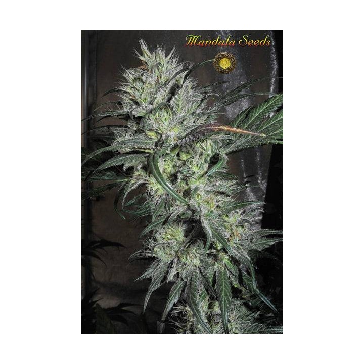 Lazy Hippie Regular | Mandala Seeds