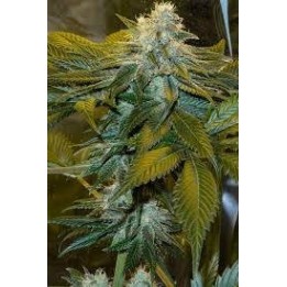 Speed Queen Regular | Mandala Seeds