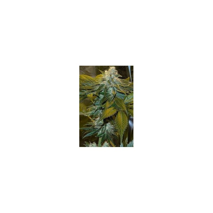 Speed Queen Regular | Mandala Seeds