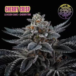 Cherry Crisp | Perfect Tree