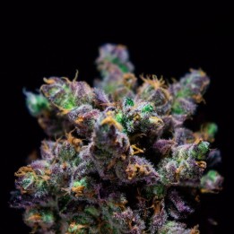 Z-KIEM Feminizada | R-Kiem Seeds