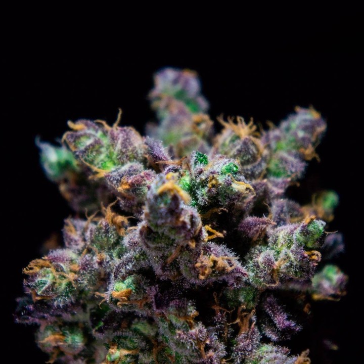 Z-KIEM Feminizada | R-Kiem Seeds