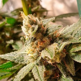 Gala CBD | R-Kiem Seeds