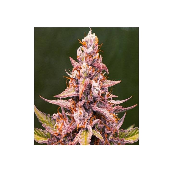 Pink Rozay | Original Sensible