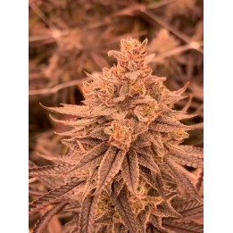 DullButter | R-Kiem Seeds