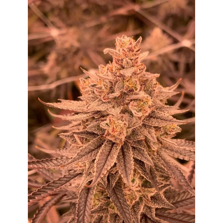 DullButter | R-Kiem Seeds
