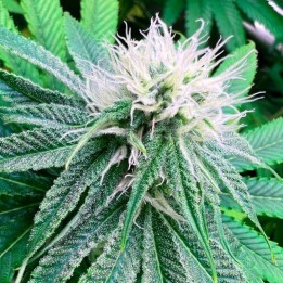 Banana Dessert | R-Kiem Seeds