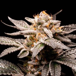 Fancy Don Rouch | R-Kiem Seeds