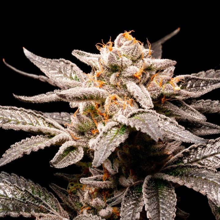 Fancy Don Rouch | R-Kiem Seeds