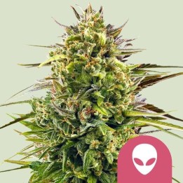 Alien OG | Royal Queen