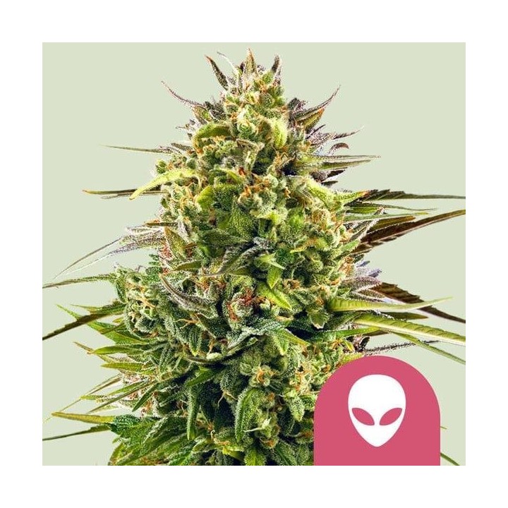 Alien OG | Royal Queen