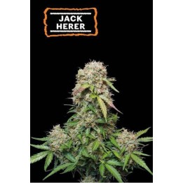 Jack Herer Auto Seed Stocker