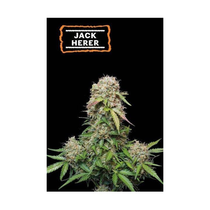 Jack Herer Auto Seed Stocker