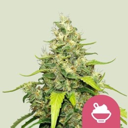 Blue Gelato | Royal Queen