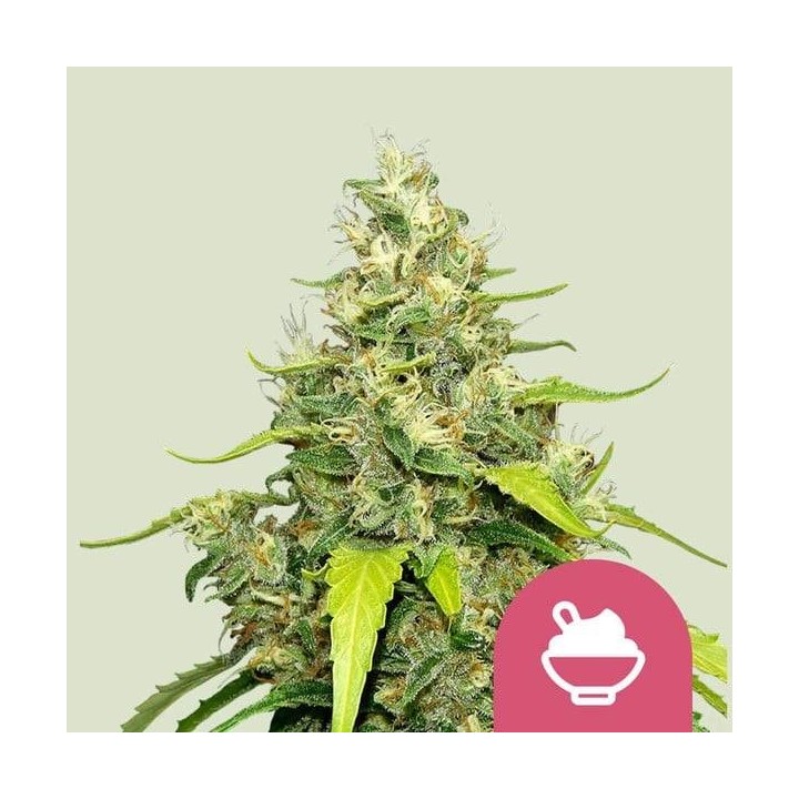 Blue Gelato | Royal Queen