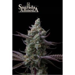 Sagrada Amnesia | Seed Stockers