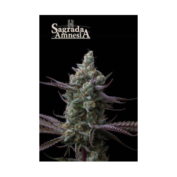 Sagrada Amnesia | Seed Stockers
