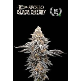 Apollo Black Cherry | Seed Stockers | Matillaplant.com