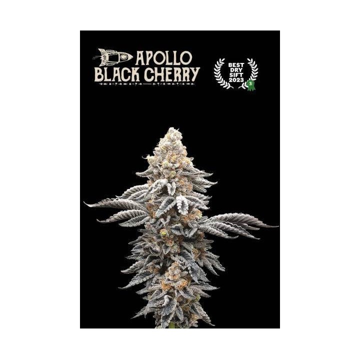 Apollo Black Cherry | Seed Stockers | Matillaplant.com
