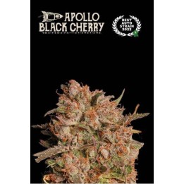 Apollo Black Cherry Auto | Seed Stockers | Matillaplant.com