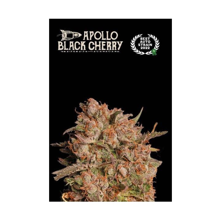 Apollo Black Cherry Auto | Seed Stockers | Matillaplant.com