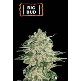 Big Bud | Feminizada | Seed Stockers