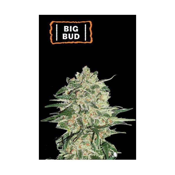 Big Bud | Feminizada | Seed Stockers