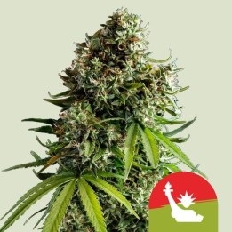NYC Sour Auto | Royal Queen