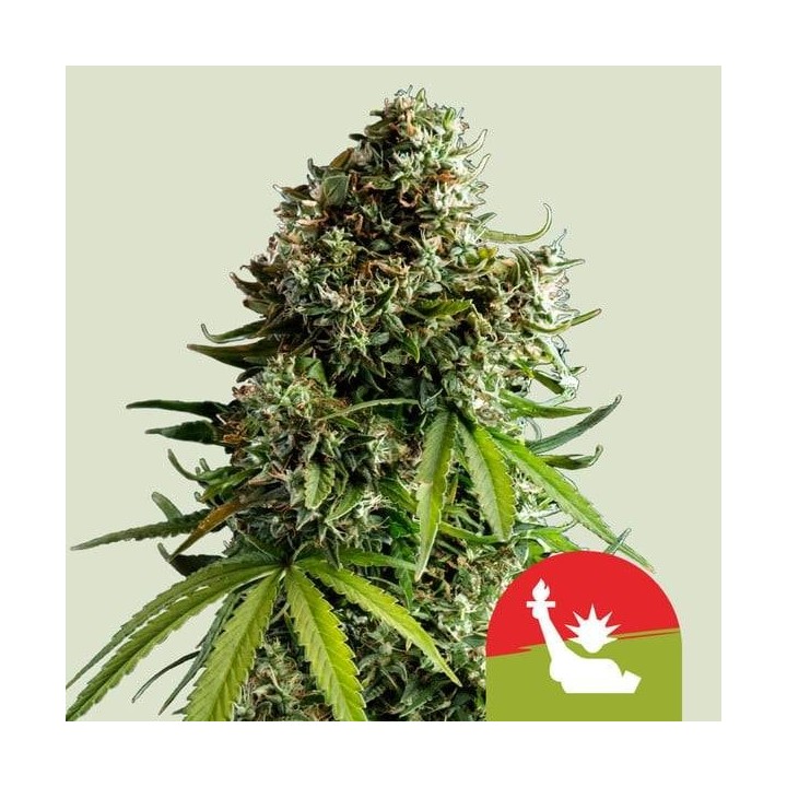 NYC Sour Auto | Royal Queen