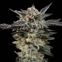 Auto Oreoz | 00 Seeds