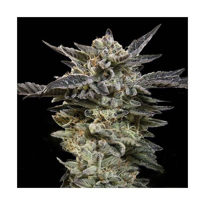 Auto Oreoz | 00 Seeds