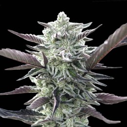 Oreoz Feminizada | 00 Seeds | MatillaPlant