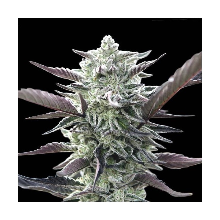 Oreoz Feminizada | 00 Seeds | MatillaPlant