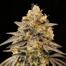 Auto Biscotti Zkittles | 00 Seeds