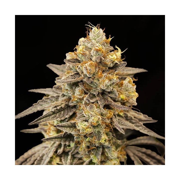 Auto Biscotti Zkittles | 00 Seeds