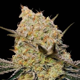 Auto Gelato Mint | 00 Seeds