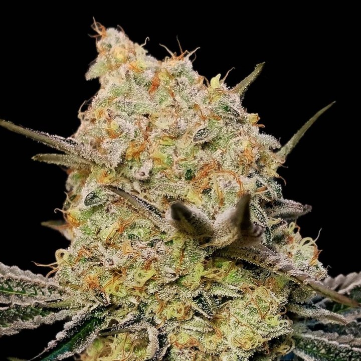 Auto Gelato Mint | 00 Seeds