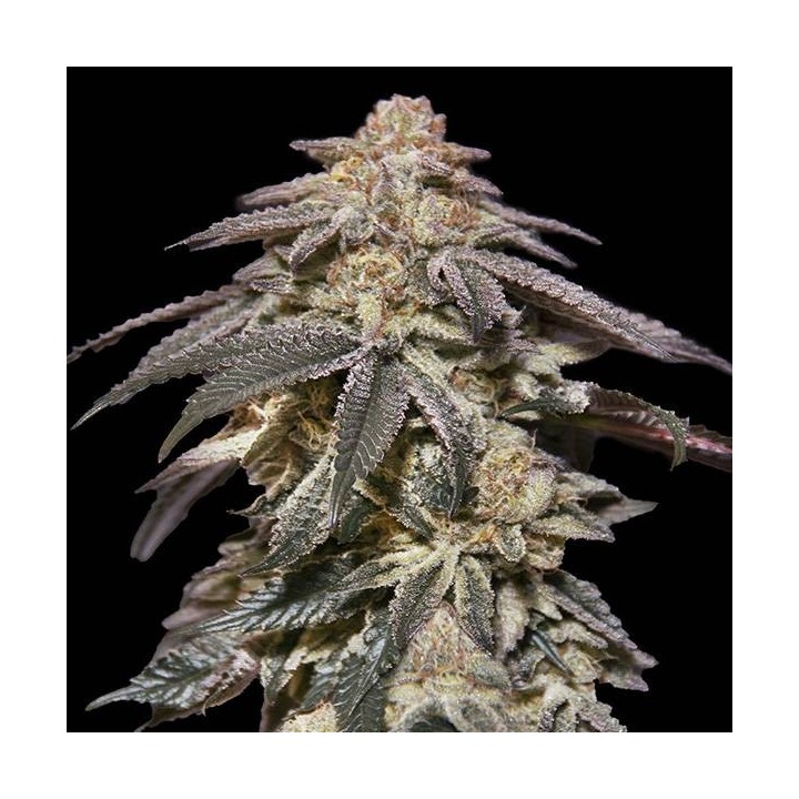 Auto Apple Bananas-00 Seeds