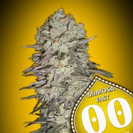 Mimosa Fast | 00 Seeds
